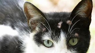Resultado de imagem para Esporotricose Em Gatos