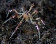 Resultado de imagem para Aranhas-do-mar com dimensões semelhantes às de uma mão humana