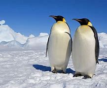 Resultado de imagem para pinguins da antártida