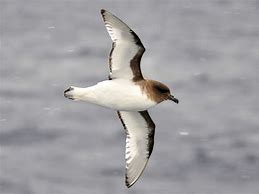 Resultado de imagem para petrels e albatrozes na antartida