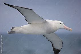 Resultado de imagem para petrels e albatrozes na antartida