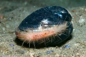 Resultado de imagem para Molusco Arctica islandica (Quahog do oceano Atlântico)