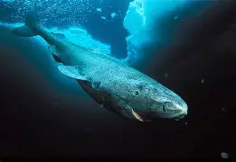 Resultado de imagem para Tubarão-da-Groenlândia (Somniosus microcephalus)