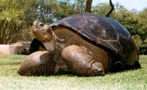 Resultado de imagem para Tartaruga-de-galápagos (Chelonoidis nigra)