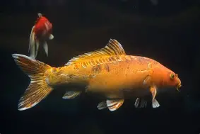 Resultado de imagem para Carpa Koi (Cyprinus rubrofuscus)