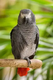 Resultado de imagem para Papagaio-cinzento-africano (Psittacus erithacus)