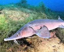 Resultado de imagem para Esturjão-beluga (Huso huso)