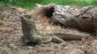 Resultado de imagem para Tuatara (Sphenodon punctatus