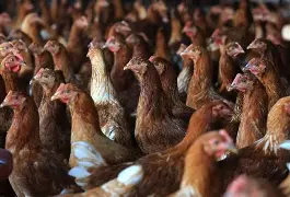 Resultado de imagem para Caso confirmado de gripe aviária em galinha doméstica acende alerta em Minas Gerais
