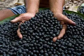 Resultado de imagem para açai fruto