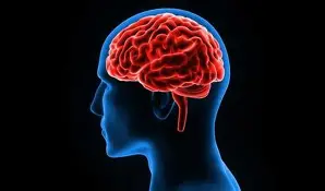 Resultado de imagem para cerebro