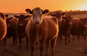 Resultado de imagem para boi nos eua